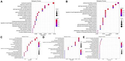 High temperature increased lignin contents of poplar (Populus spp) stem via inducing the synthesis caffeate and coniferaldehyde